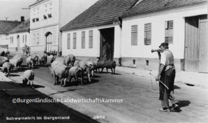 schweinehirte