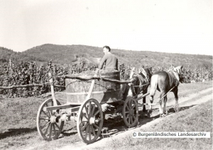 Weinlese