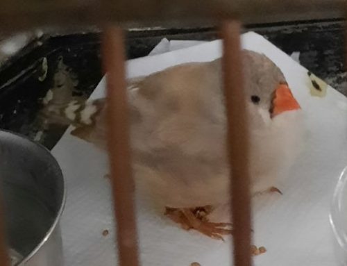 Mit Gummischleudern gegen Singvögel