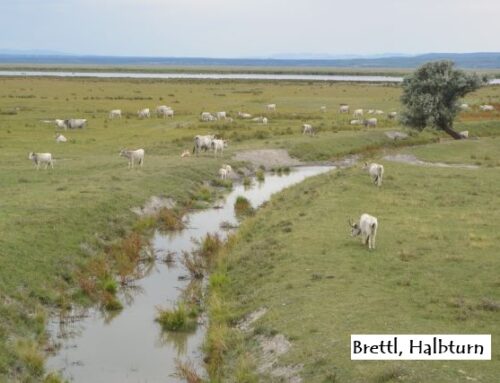 Der Neusiedler See, in Asien oder Afrika?