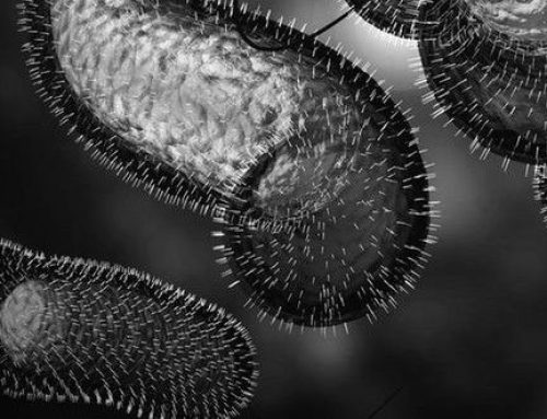 Cholera in Großhöflein